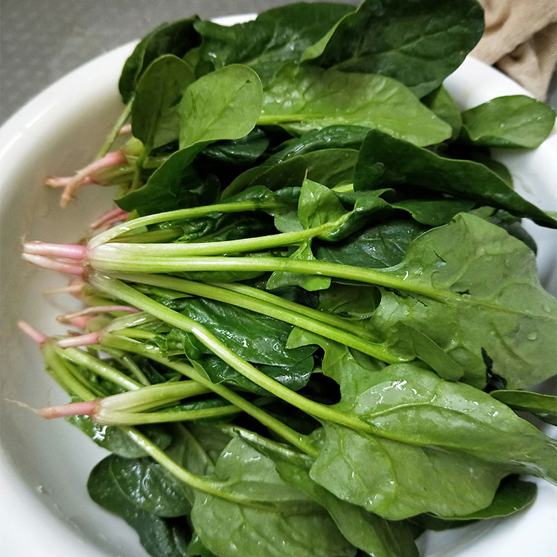 新鲜蔬菜菠菜农家露天种植绿色嫩青菜北方霜冻红根短杆火锅小菠菜500g