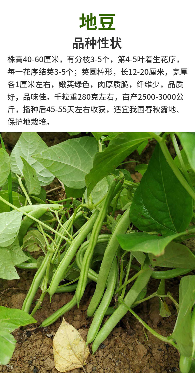 地豆无架豆四季豆种子芸豆豇豆种籽蔬菜孑不搭架无筋春季四季菜豆农家