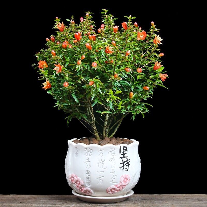 石榴花盆栽 四季开花石榴树,居家办公,开花结果的盆栽 黑墨水果石榴2
