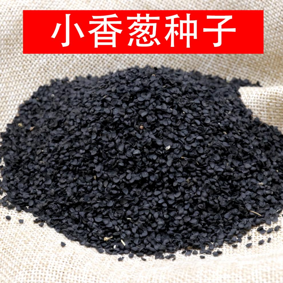 农乐种业四季小香葱种子上海小葱籽本地白根小葱种籽味香散装 2两(100