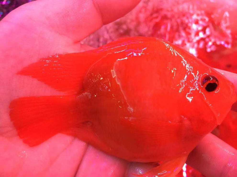 麦基乐红鹦鹉鱼发财鱼红财神元宝鱼热带鱼淡水鱼观赏小型鱼苗活体精品