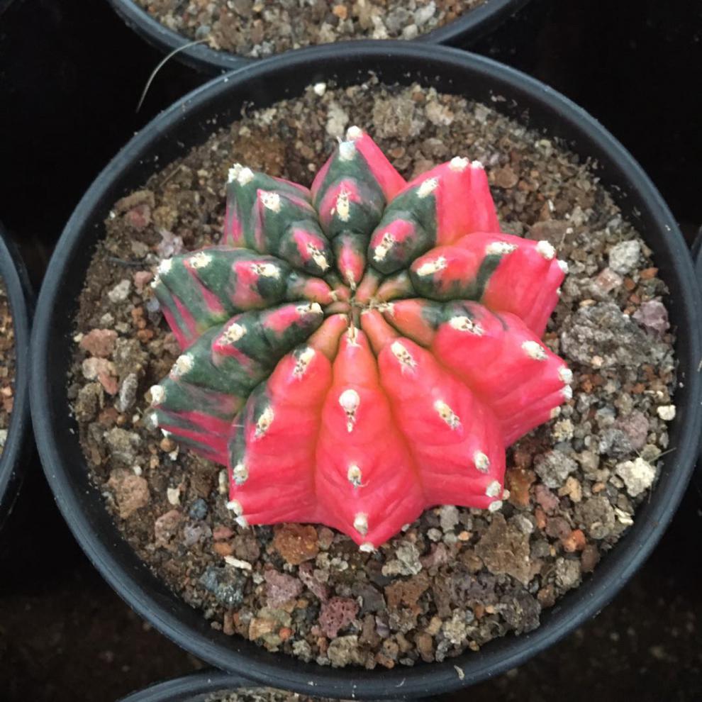 稀有五彩光辉绯牡丹锦仙人球实生阳台桌面 牡丹锦长刺7-8厘米 裸根不