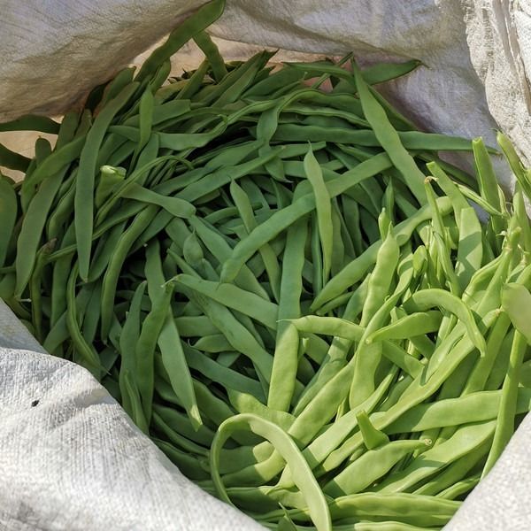 新鲜扁豆角四季豆福建蔬菜农家现摘扁芸豆大宽扁豆批发15斤3斤扁豆角
