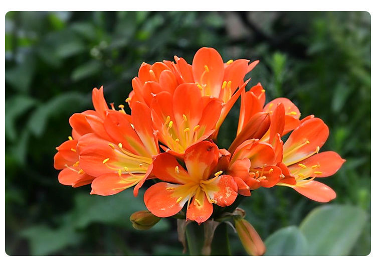 盆原土发货君子兰花苗盆栽四季开花卉绿植室内外盆栽大苗芙蓉46片叶子