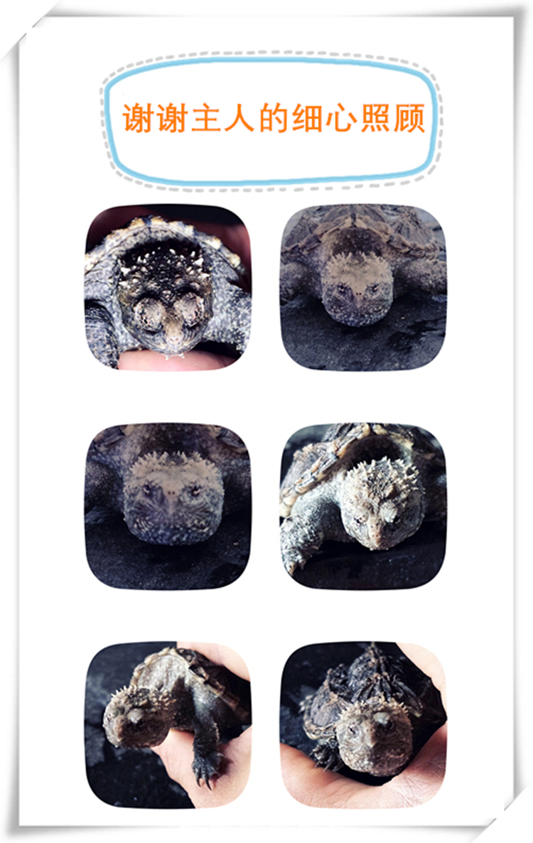 原种爆刺纯佛凶猛龟精品杂佛北美小鳄龟苗乌龟宠物龟活体北美小可爱1