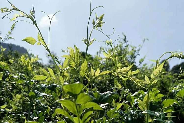 张家界莓茶嫩芽碎茶茅岩霉茶藤茶新梅茶毛藤石500g【图片 价格 品牌