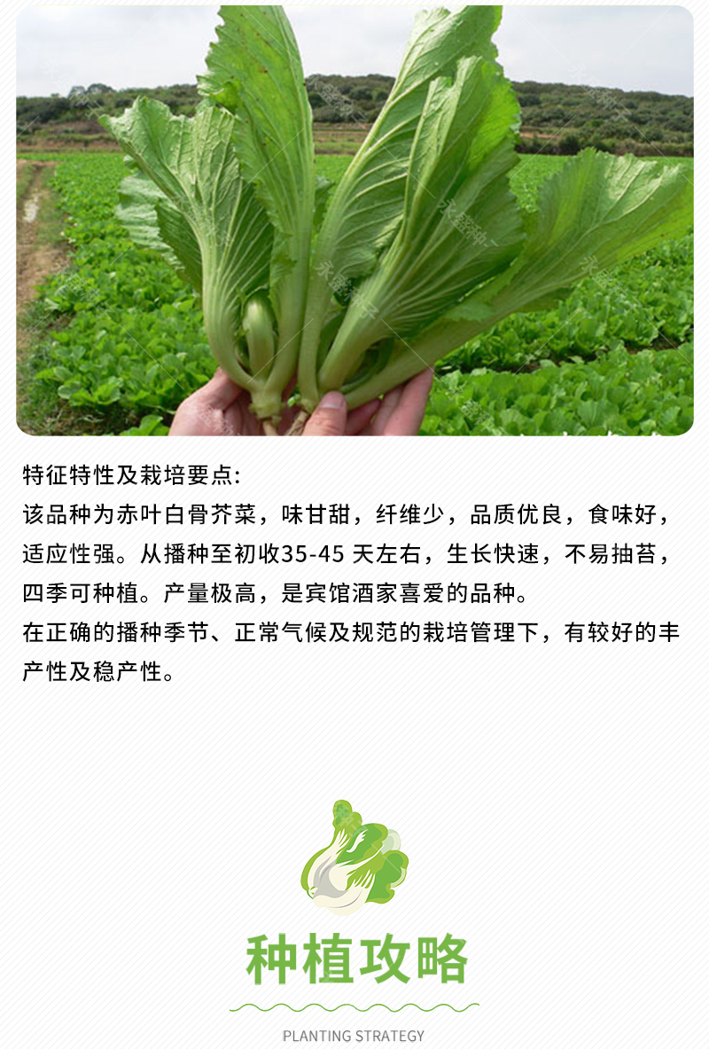 芥菜种籽四季水东芥菜种广东介菜菜种包心甜芥菜种子蔬菜籽种孑子建南