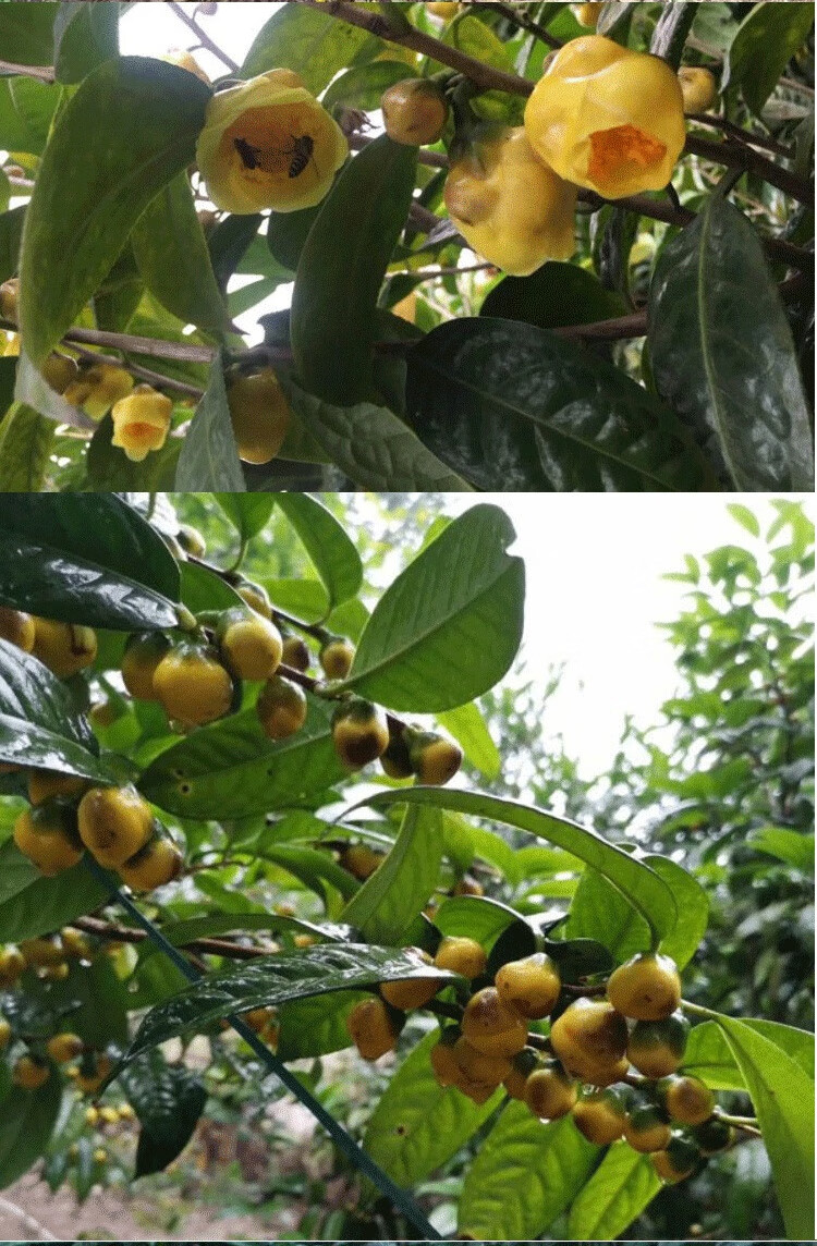 騰躍金花茶苗 金花茶苗城金花茶樹種金花茶樹苗廣西普金花茶盆栽茶花