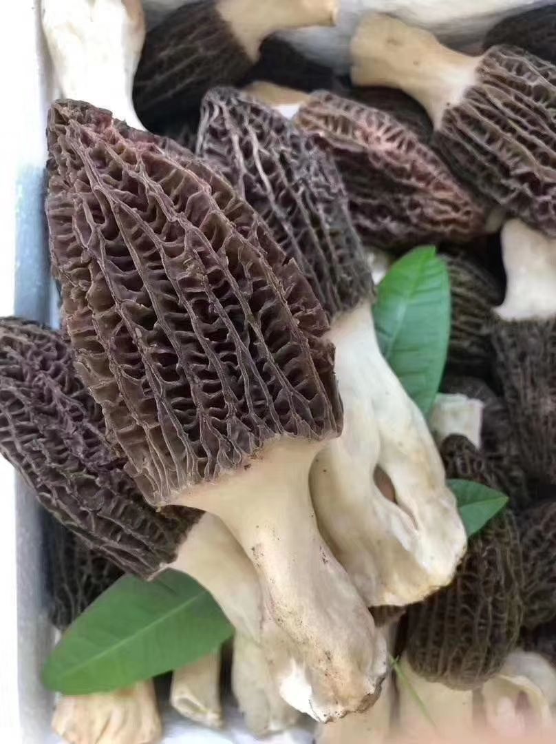 羊肚菌菌种羊肚菌,蘑菇,菌包栽培种,三级种盆栽,菌包土栽送技术蘑菇