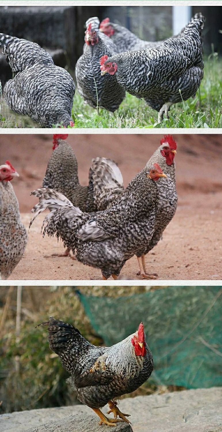 正宗一斤半纯种芦花鸡芦花鸡半大芦花鸡芦花活体青年幼苗包活到家【12