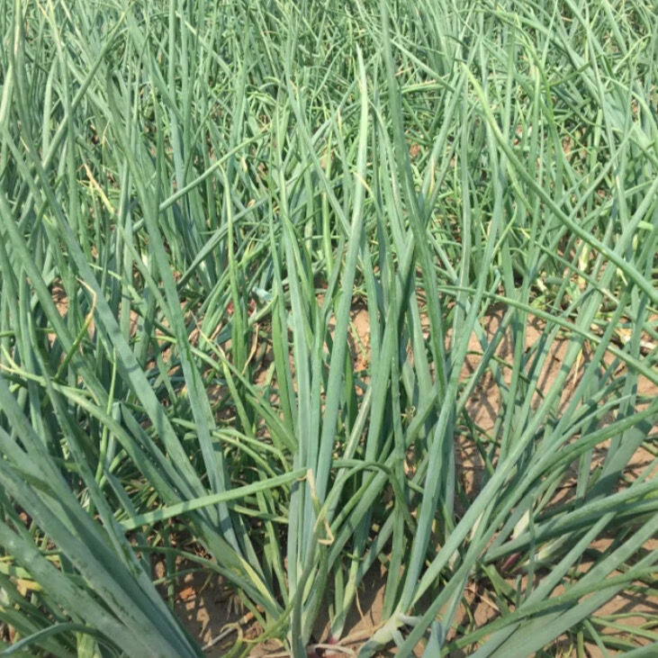 正宗东北特产毛葱新鲜鬼子葱红葱头农家毛葱种子1件都批发小号一毛