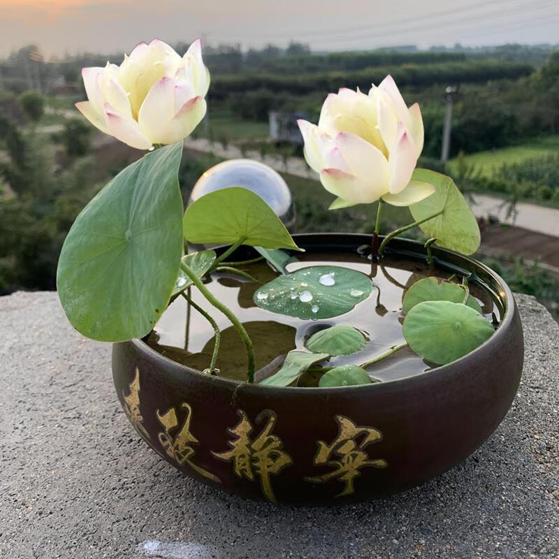 水生碗莲种子四季水养睡莲荷花卉盆栽水培植物室内花种藕阳台易活