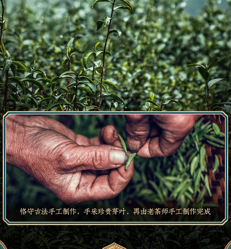 5折糯米香碎银子醇香云南古树熟茶叶散茶化石老茶头500g礼盒装