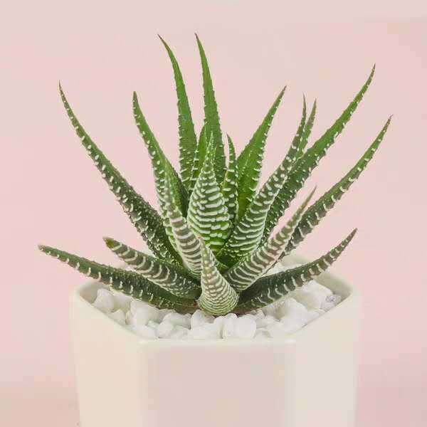 多肉植物条纹十二卷芦荟鹰爪多肉组合肉肉办公室桌面小盆栽囧仙子鹰爪