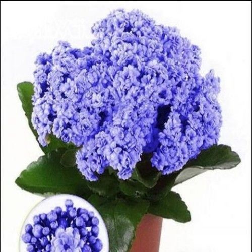 nsour*轻奢长寿花【4棵装】盆栽植物重瓣长寿花苗盆栽花卉绿植四季