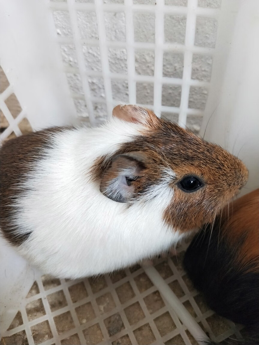 宠物荷兰猪荷兰鼠荷兰兔豚鼠活体饲料花毛豚活物彩豚黑豚包活 黑白色