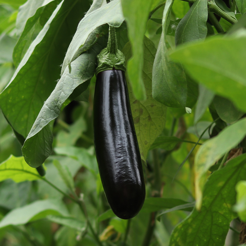 新鲜长茄子紫茄子山东农家自种长线大茄子黑嫩蔬菜过年送礼送人年货3