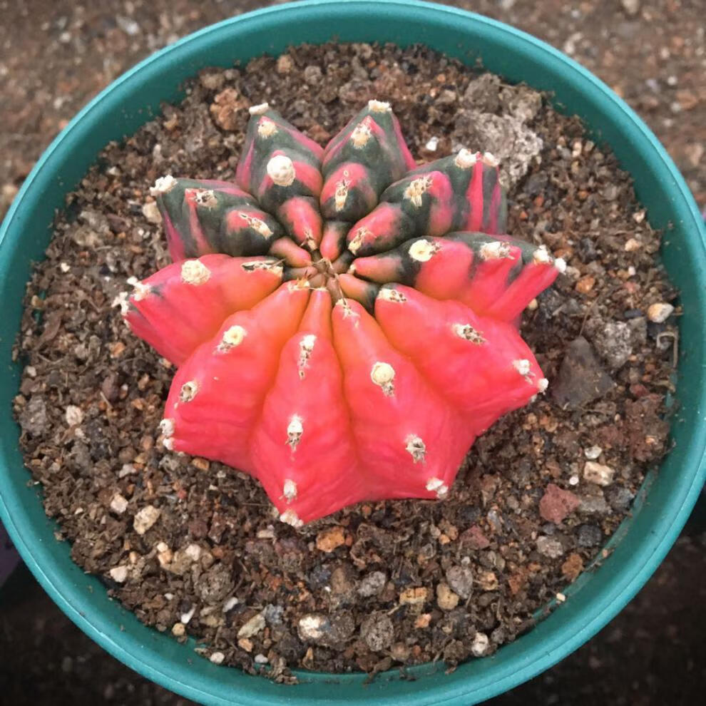 稀有五彩光辉绯牡丹锦仙人球实生阳台桌面 牡丹锦短刺8-9厘米 裸根不