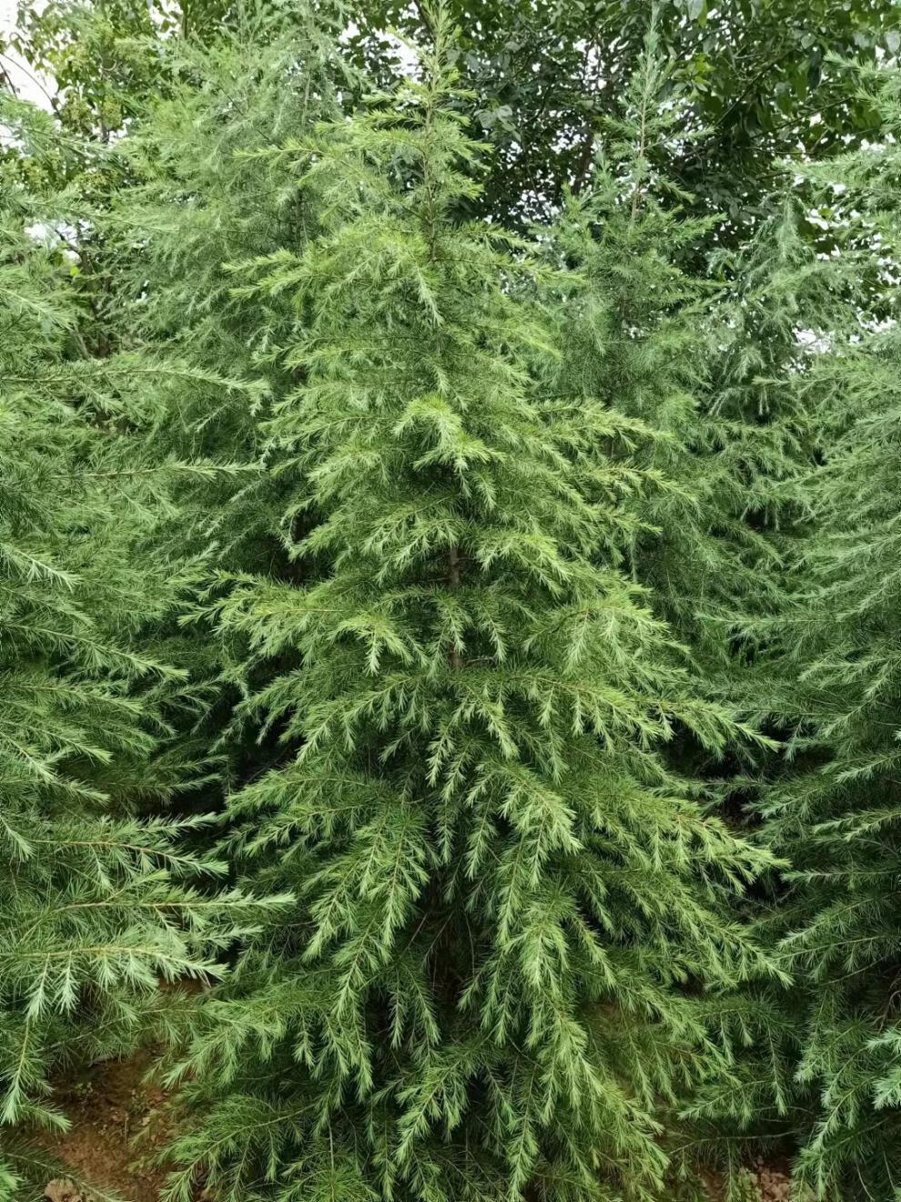 绿化苗木日本黑松小苗庭院黑松苗雪松树苗四季常青盆景植物松树苗