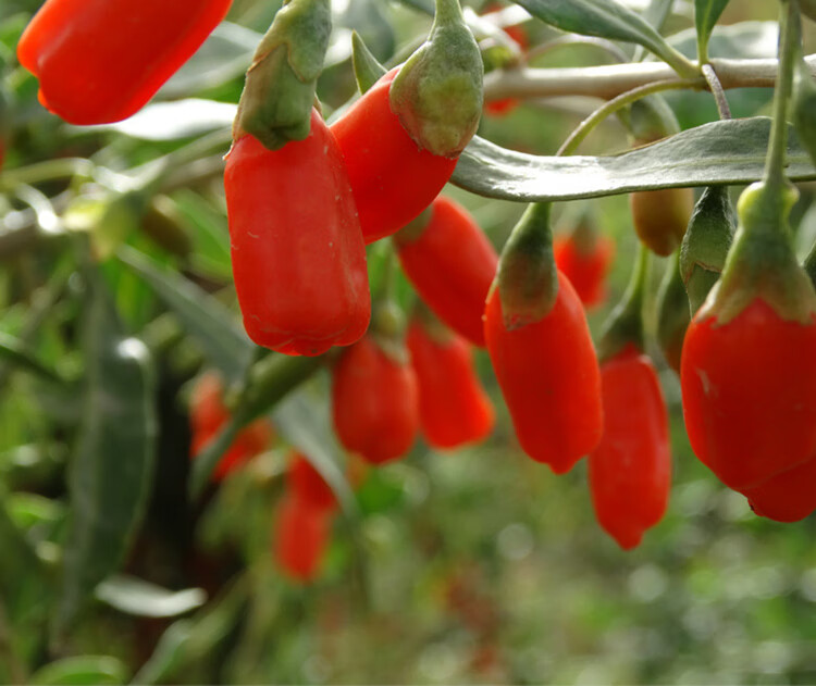 青海特产诺木洪红枸杞500g特级大果构杞子苟杞1斤免洗伊梵麦【图片
