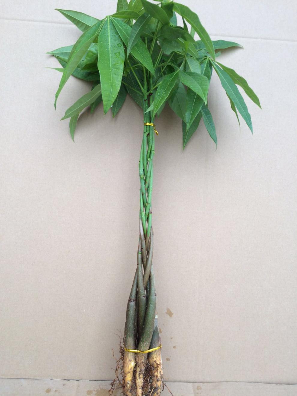 精选直发发财树苗花卉辫子发财树苗植物盆栽室内绿植盆景树摇钱金钱树