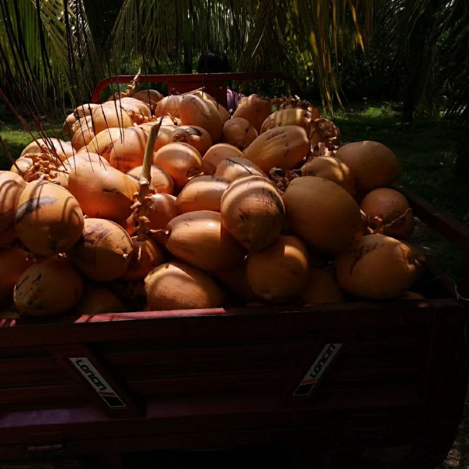 海南金椰现摘新鲜带皮椰青黄金椰子当季孕妇水果补羊水黄椰整箱黄金椰