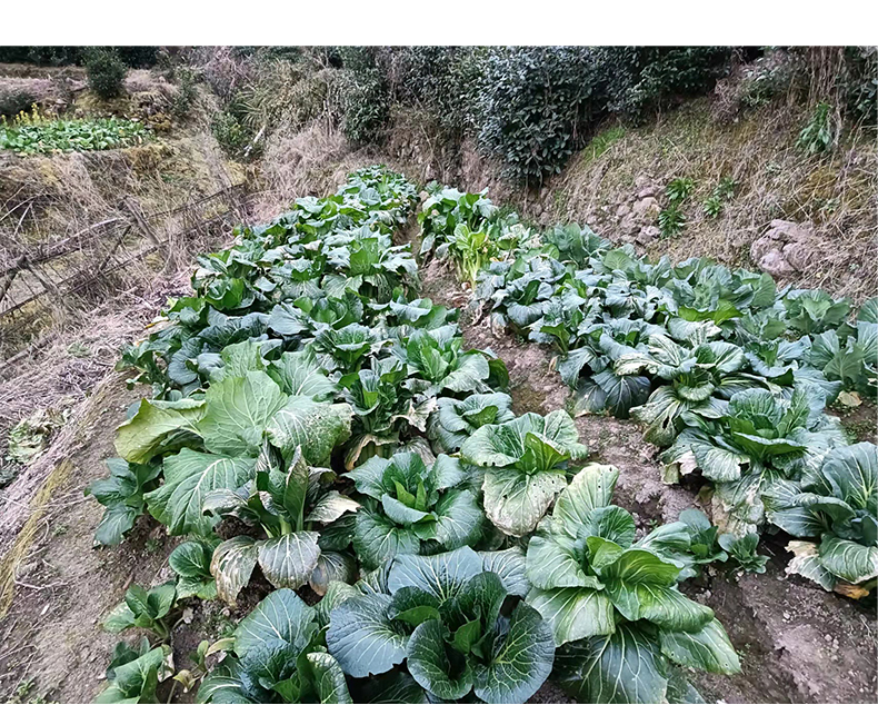 梅菜干农家梅干菜干货无沙梅菜干浙江丽水特产大青菜干500g【图片