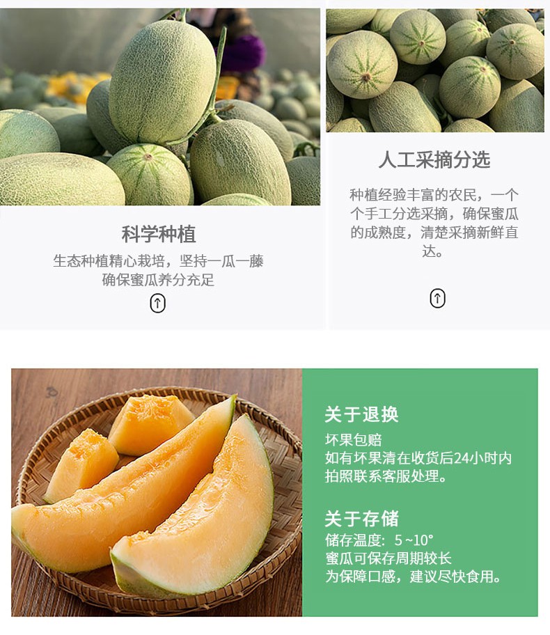 京鲜配送晓蜜25号哈密瓜当季新鲜水果批发西州蜜瓜甜瓜网纹瓜精选大果