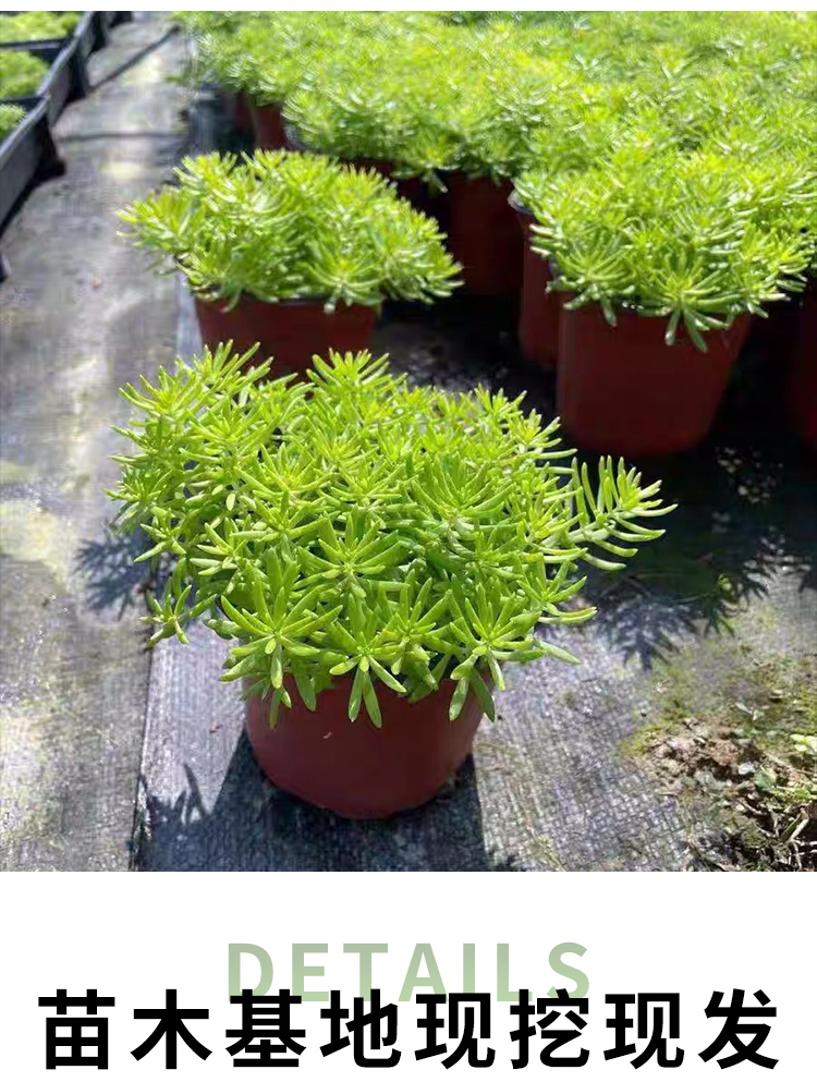 硕雅园艺黄金佛甲草苗风景树苗四季常青植物花苗室外庭院别墅室内阳台