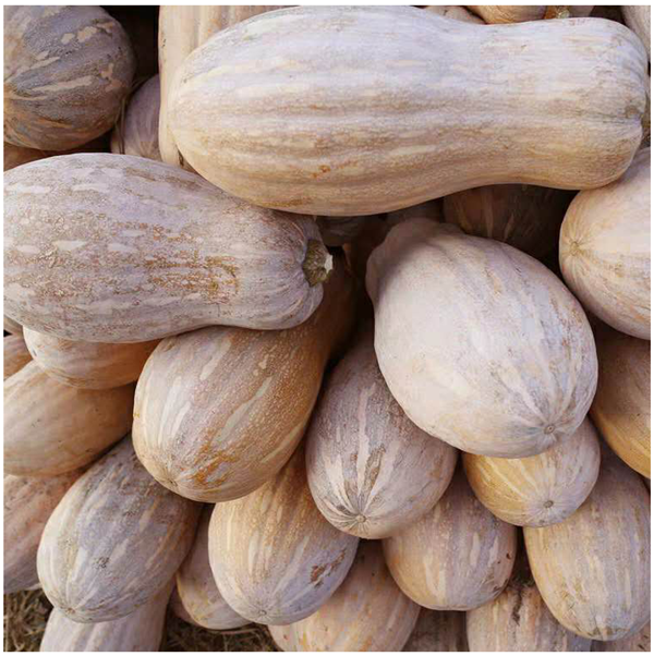 坏果包赔本地新鲜甜糯老品种南瓜农家黄皮南瓜长南瓜精选老南瓜45斤装