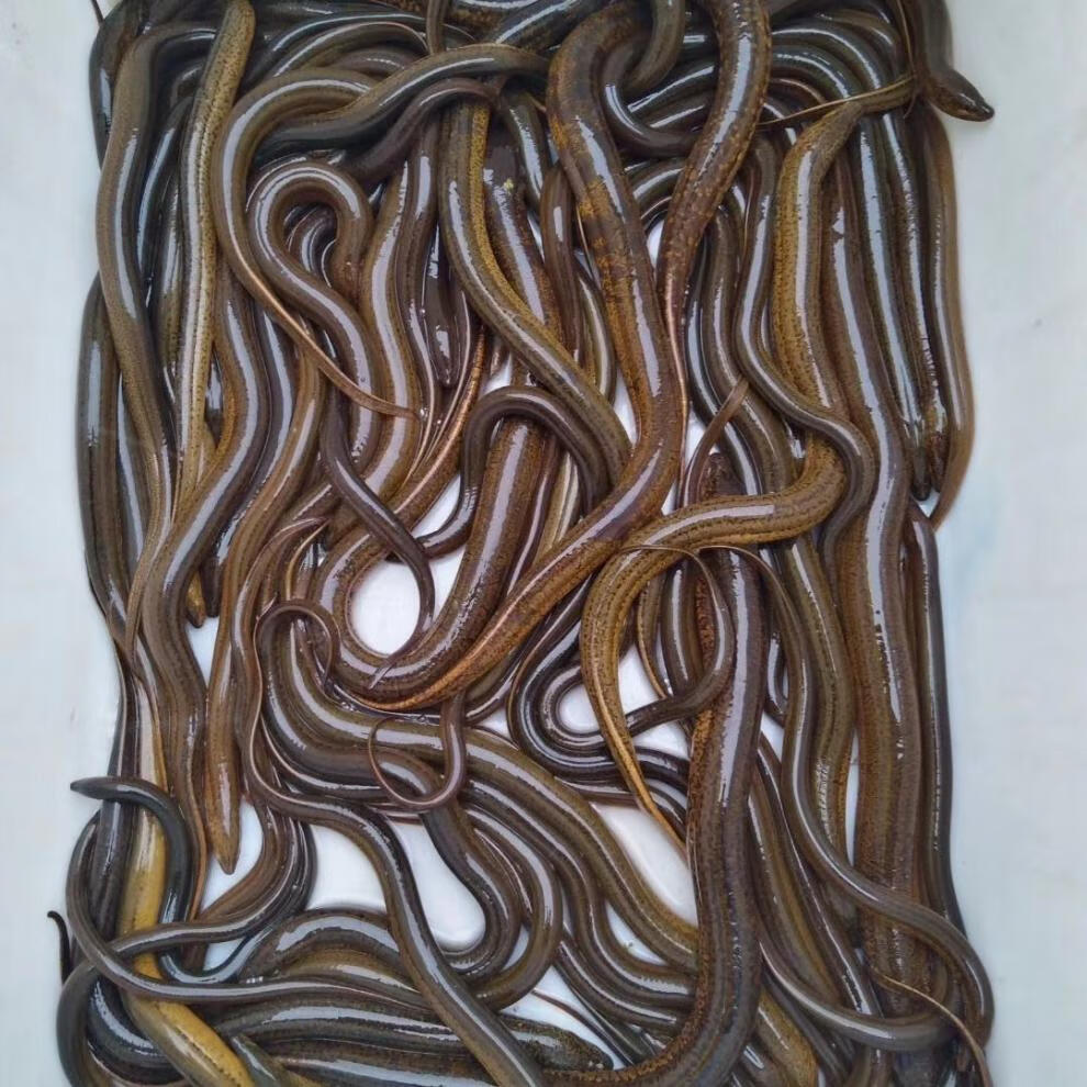 黄鳝长鱼鳝鱼黄鳝丝鲜活新鲜盘鳝现杀大鳝鱼活体包活 3-5 两 (2-4条)1