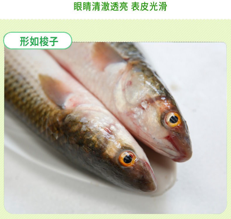 梭鱼鲜活速冻海捕红眼梭子鱼新鲜乌鲻鱼乌头海鱼水产鱼类生鲜 圣梦