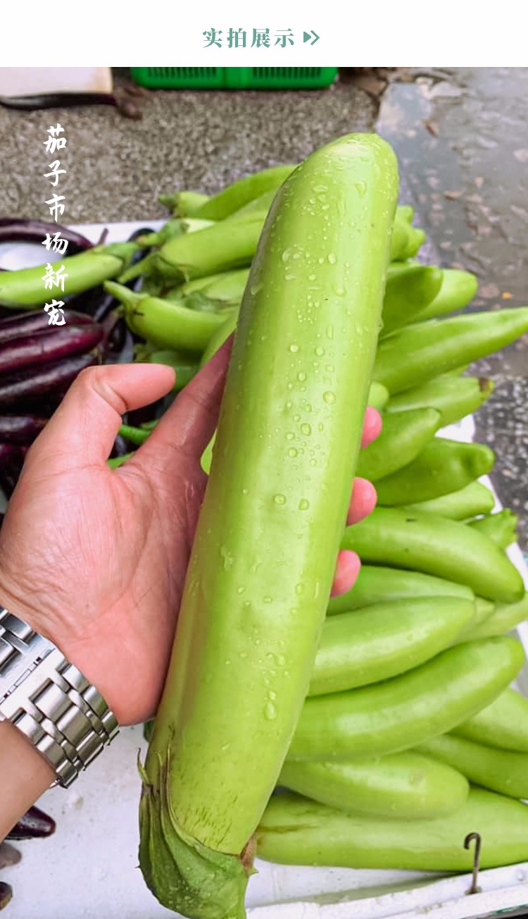 农之子青茄子种子绿茄子秧苗绿长茄种子200粒简装