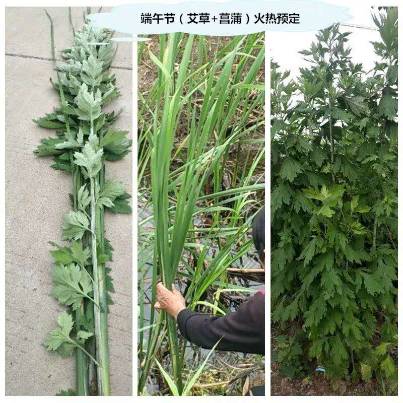 定製端午節新鮮艾草菖蒲套裝艾篙艾葉現採現發掛門前艾草新鮮艾草不帶