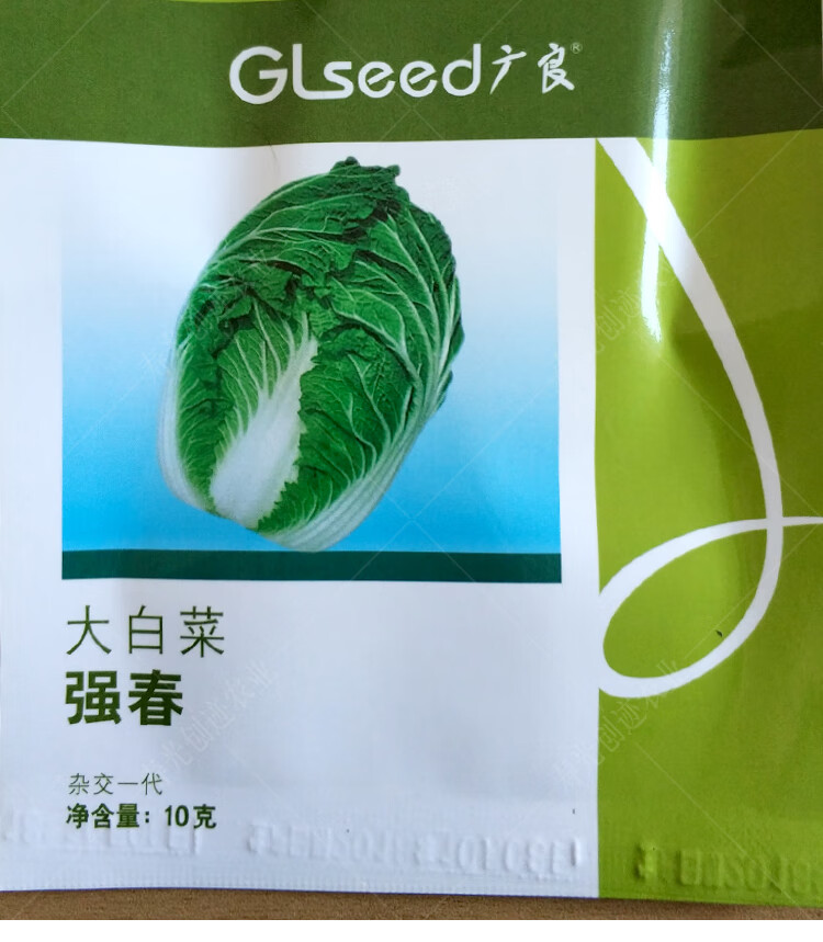 早春种植大白菜种籽吉锦结球白菜强春大白菜种子春季农家蔬菜种孑