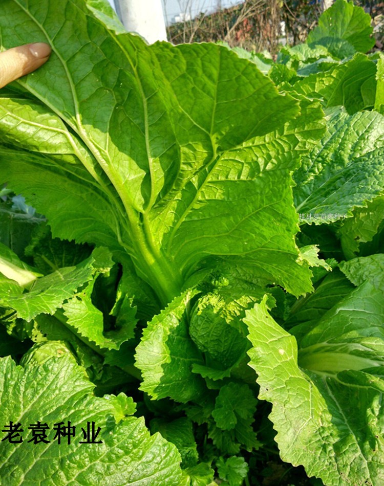 自留老品種芥菜種子酸菜籽棒菜種子陽臺庭院四季可播蔬菜芥菜種子100