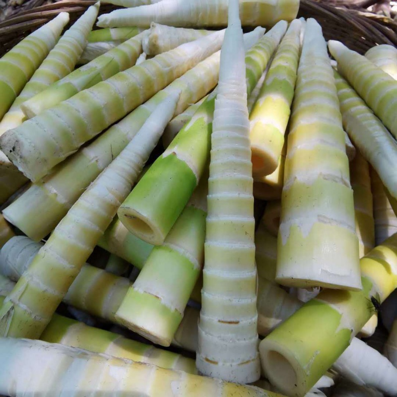 清水笋尖清水笋现挖新鲜竹笋尖超高净含量 新鲜牛尾笋 新鲜牛尾笋3斤