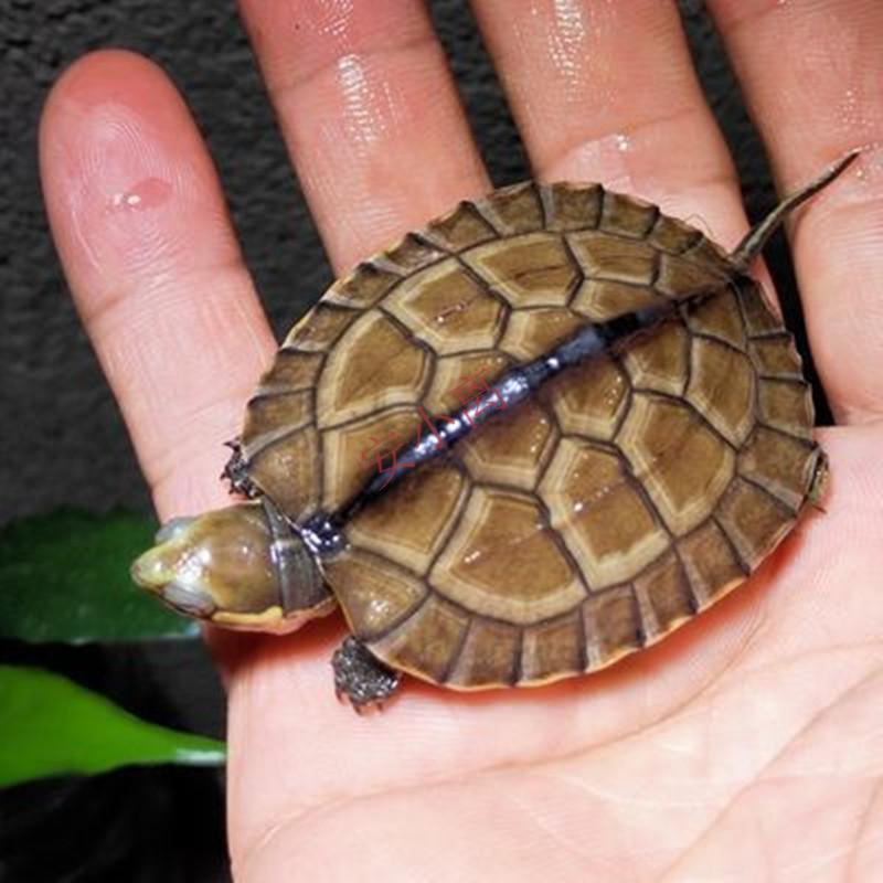 【安小离】纯种南石北石龟大乌龟稀有宠物活体观赏龟苗 背甲长度5到6