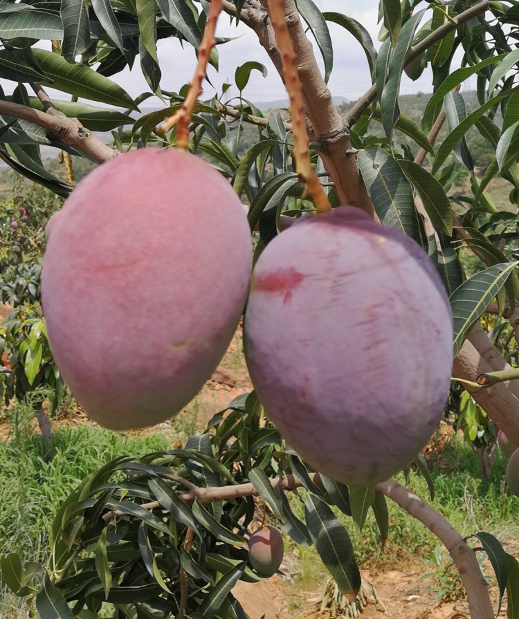 四川攀枝花芒果新的凯特芒新鲜水果10斤当季苹果芒凯特大芒果新鲜豪华