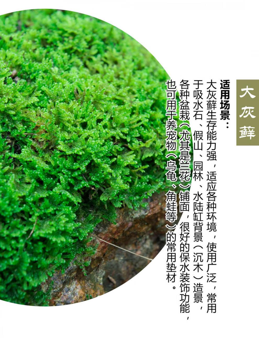 鲜活苔藓微景观盆景盆栽铺面青苔植物白发藓假山草水陆缸造景材料卉双