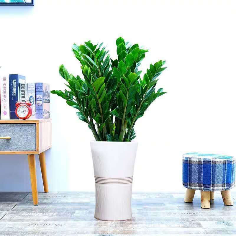 金钱树盆栽摇钱树绿植钱串发财树花卉盆室内客厅办公室桌面盆景金钱树