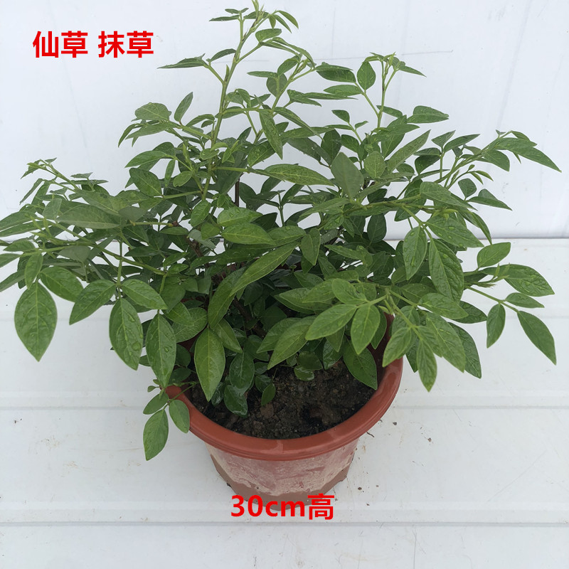 潮汕红花仙草抹草春草吉祥草阳台盆栽喜庆吉祥植物石榴花2025cm不含盆