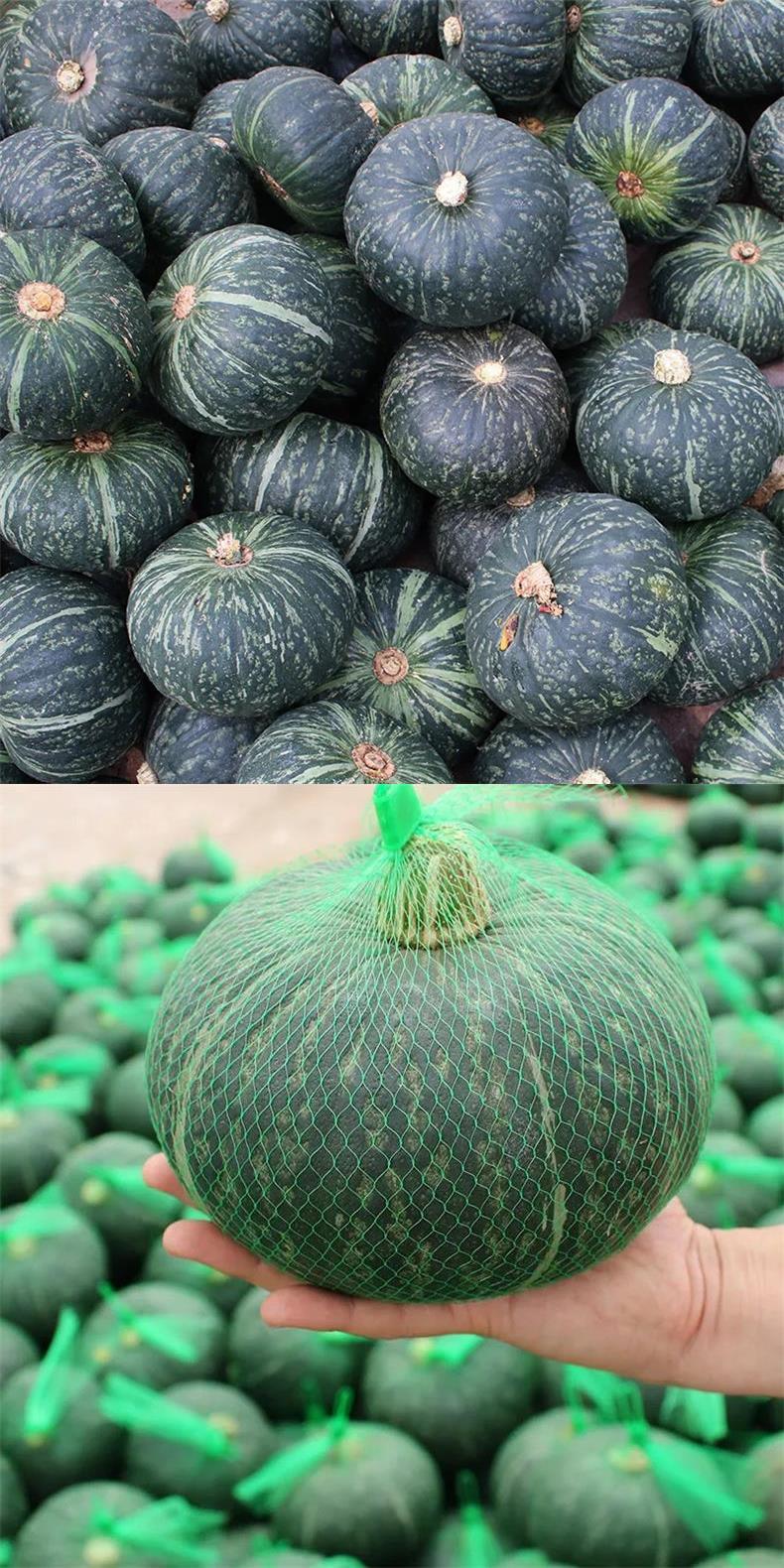 花中酷谢花面南瓜种子甜面甜栗绿皮窝瓜种籽四季小南瓜庭院瓜果蔬菜种