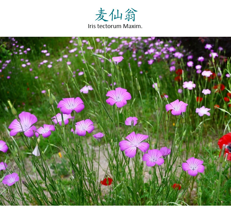 f耐旱鲜花种子景观绿化林木盆栽花卉种子易播种花乡邻里麦仙翁500粒