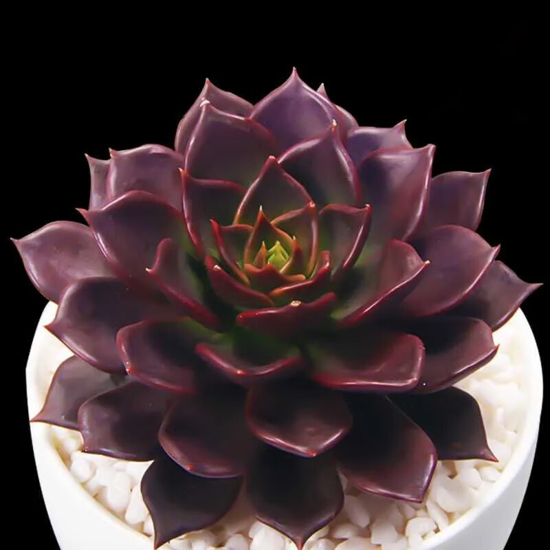 暗黑色肉肉黑骑士滇石莲多肉植物盆栽办公室花卉净化空气丹尼尔2头5cm