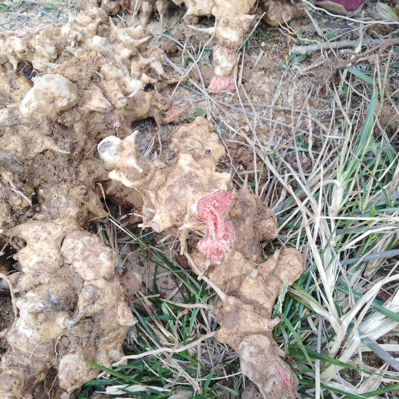 菝葜金刚刺拔葜新鲜金刚藤金刚头铁菱角康中尊 新干品1000克【图片