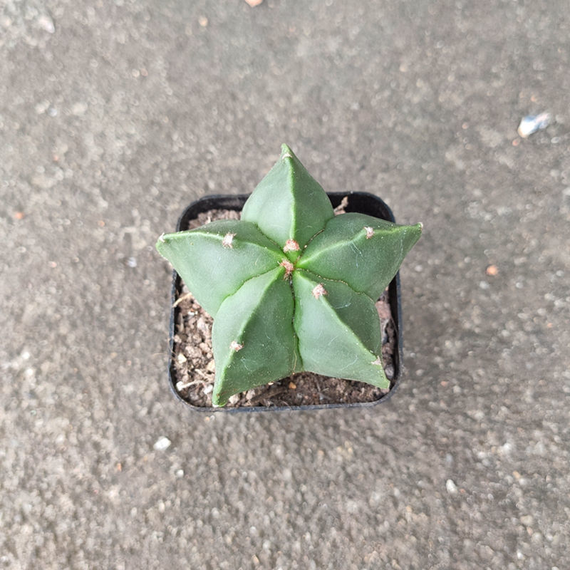 【现货现发】【带盆栽好】幸运星多肉植物仙人球好运办公室内桌面绿植