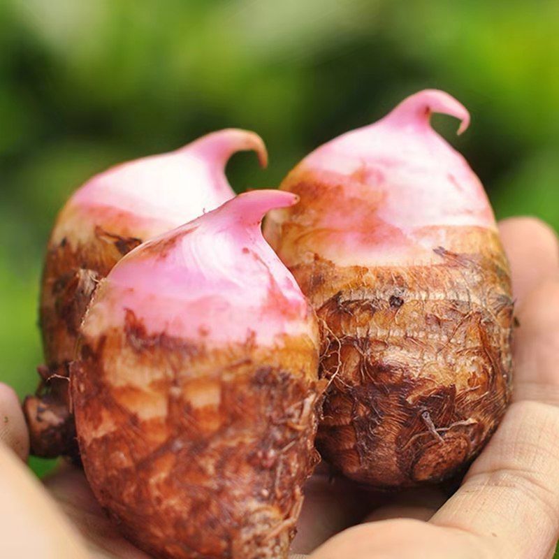 江西铅山红芽芋新鲜上市现挖毛芋头红挭芋小芋头芋艿芋仔3斤机选大果