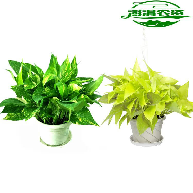 大叶黄金葛绿萝金叶盆栽除甲醛水培室内新品植物可长藤 鱼七秒 18cm原