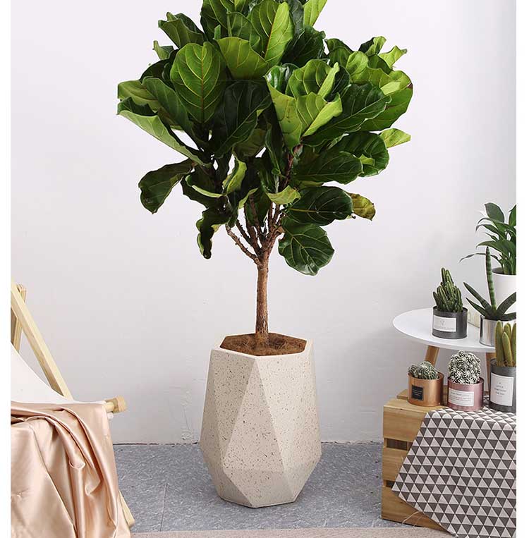 心头肉琴叶榕客厅盆栽网红绿植室内植物大型乔迁新居盆栽室内大型绿植